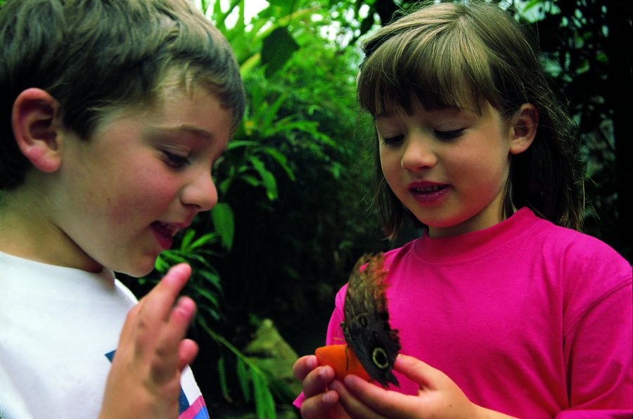 stratford-butterfly-farm