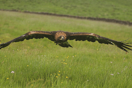 theconsitongoldeneagleinflight-conistonhotel