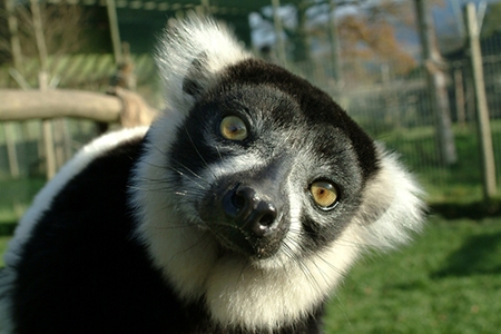 wildlemur-head-web