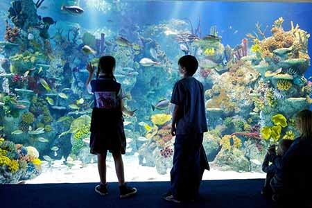 bristol-aquarium-giant-viewing-window