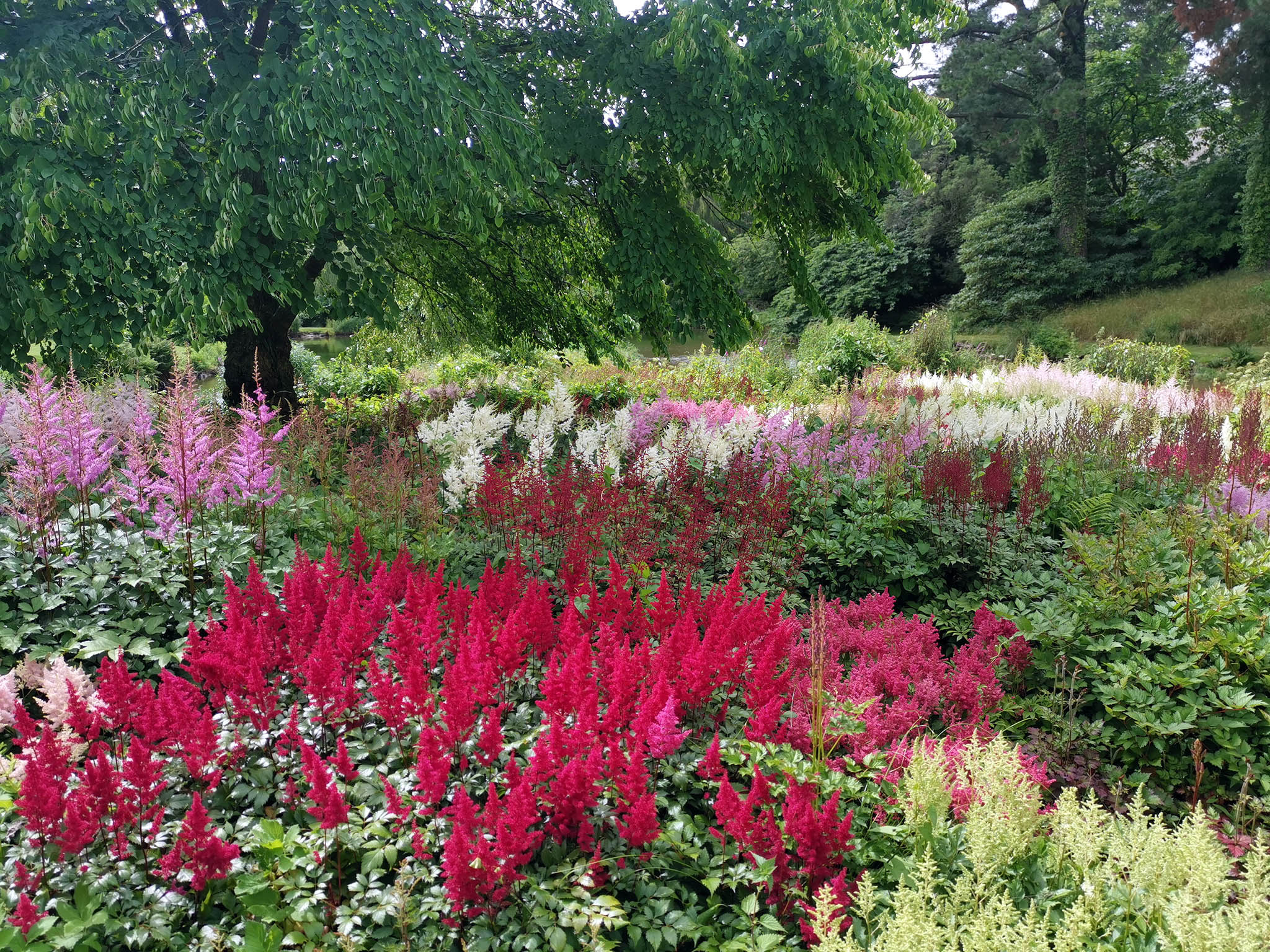 Marwood Hill Garden