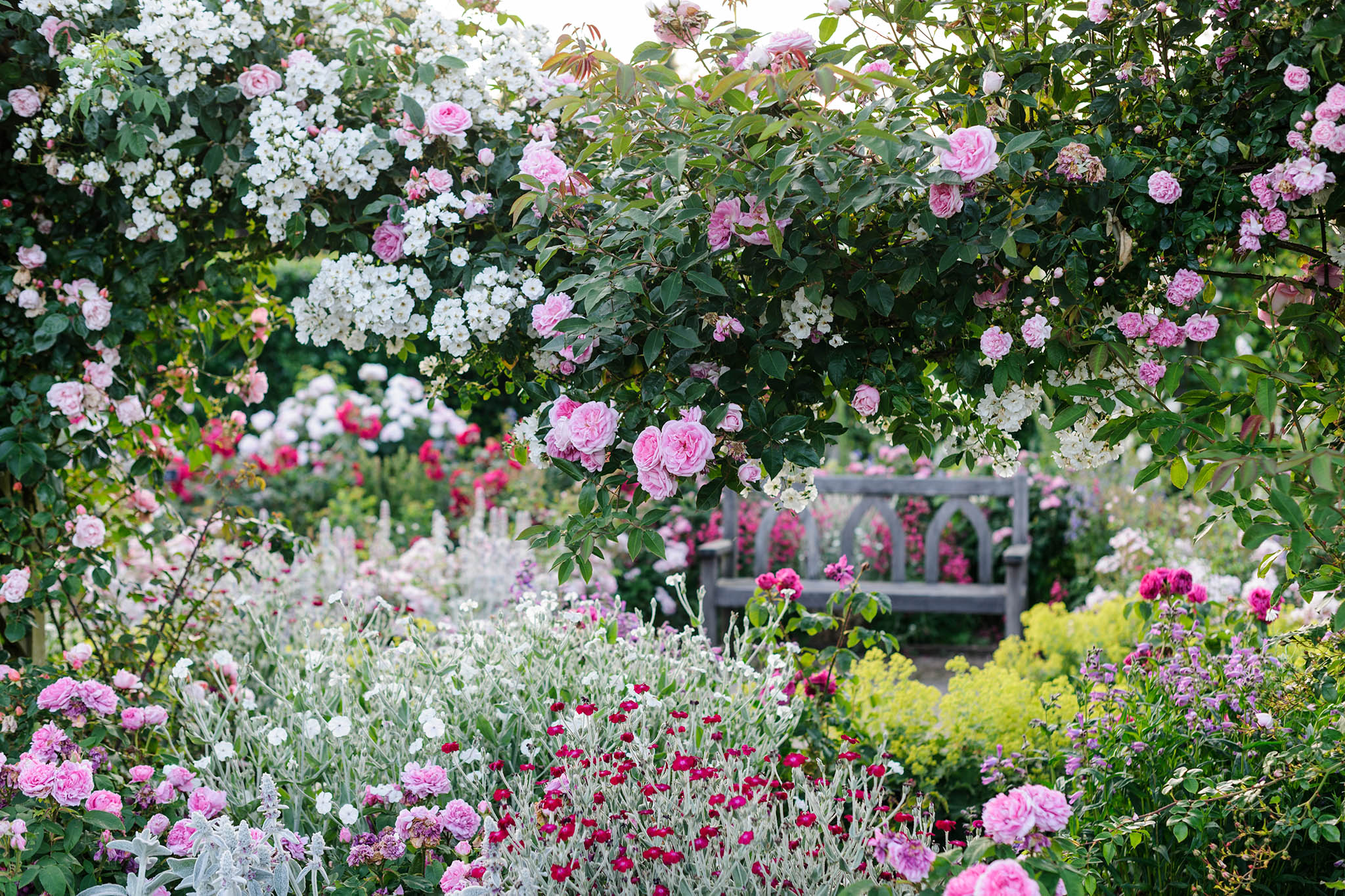 The Shrub Rose Garden in Summer at RHS Garden Rosemoor.